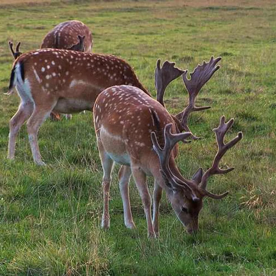 Gentechnisch veränderter Mais hinterlässt keine Spuren im Wildfleisch