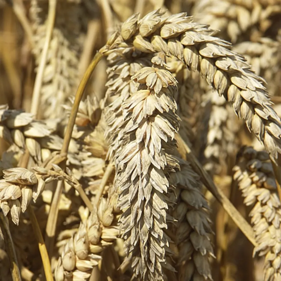 Gene gegen Dürren: trockentoleranter Weizen 