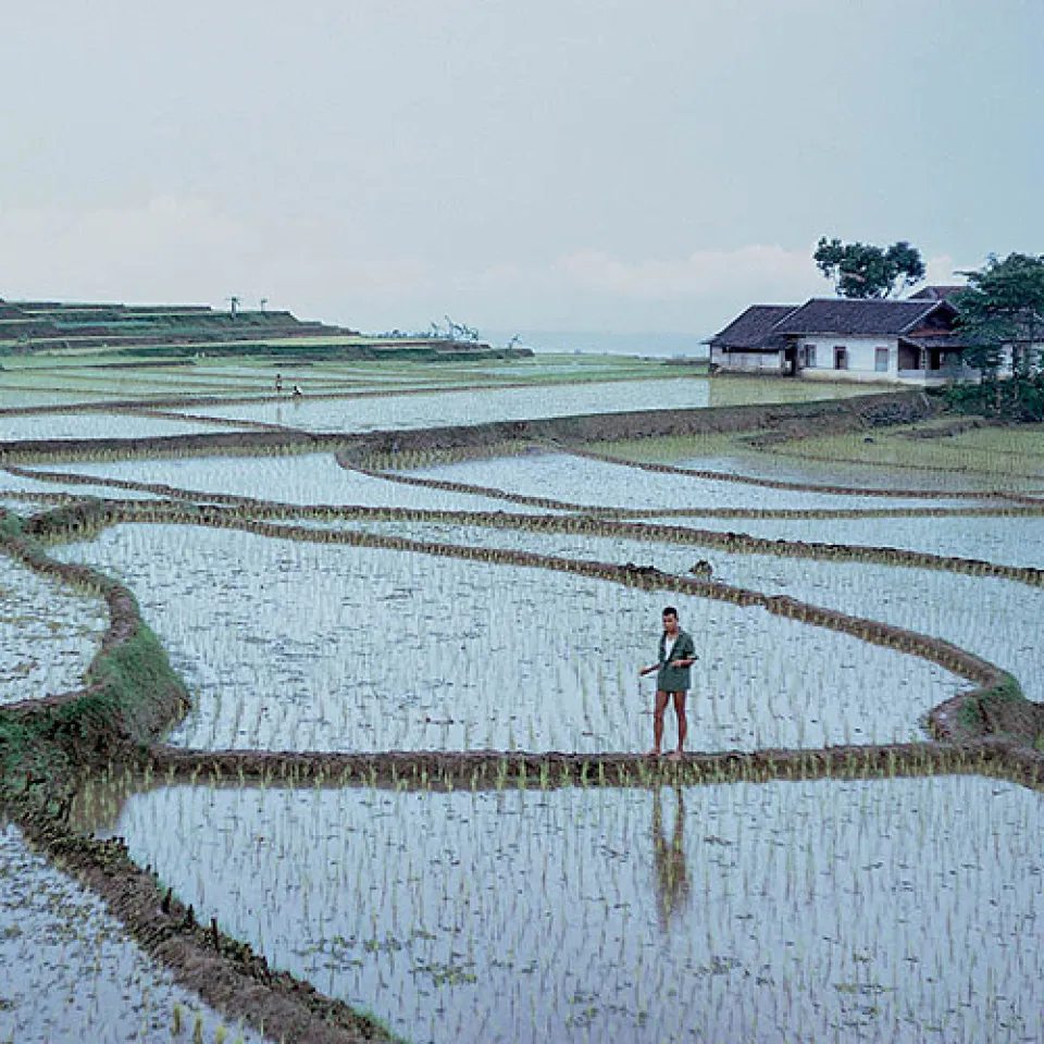 Kann die Landwirtschaft künftig genug Nahrungsmittel produzieren?