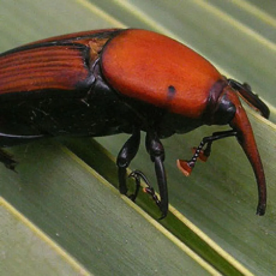 Käfer bedroht UNESCO Weltkulturerbe