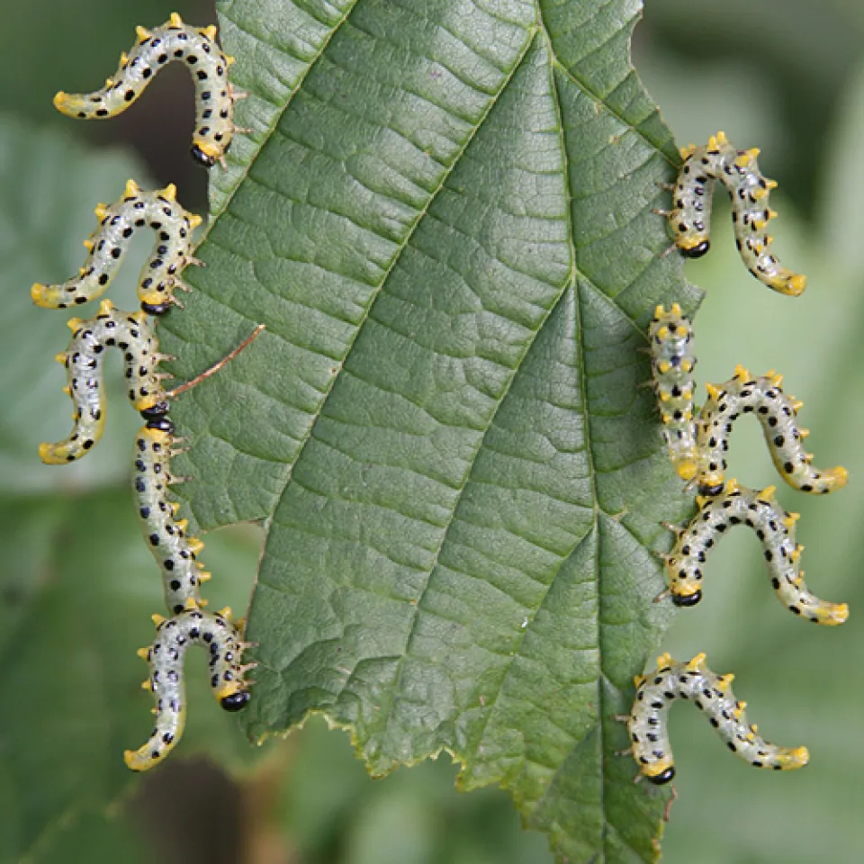 Raupenballett: Formationstanz zur Gefahrenabwehr