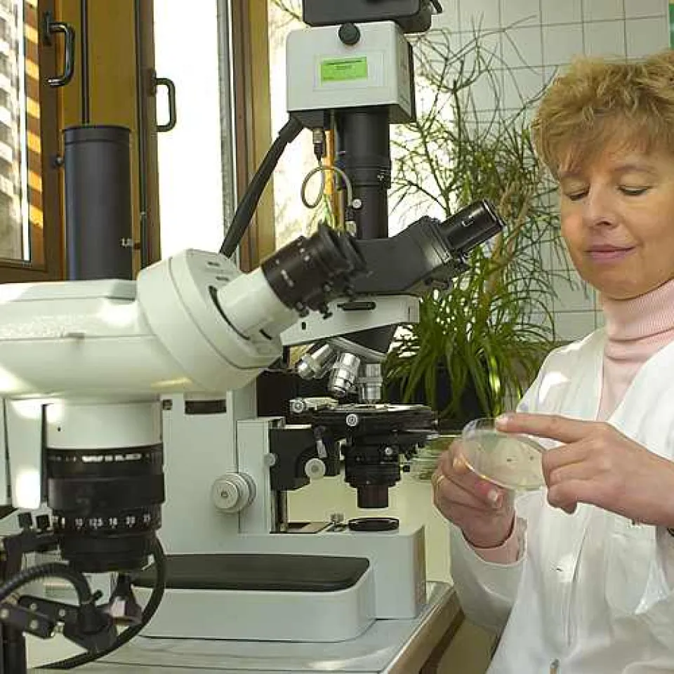 Neuer Schadpilz an Zuckerrüben liebt Wärme - die Verticillium-Welke