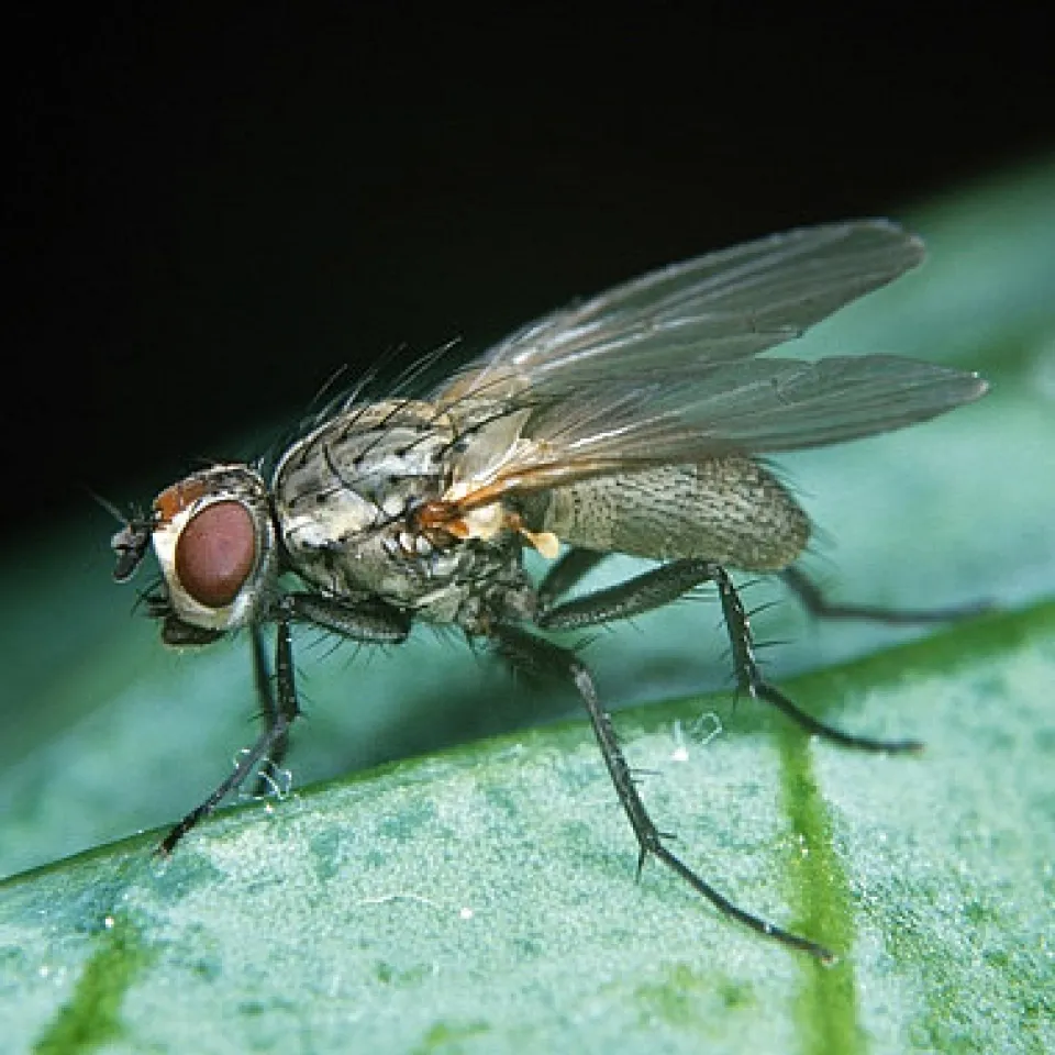 Eine Kohlfliege geht fremd