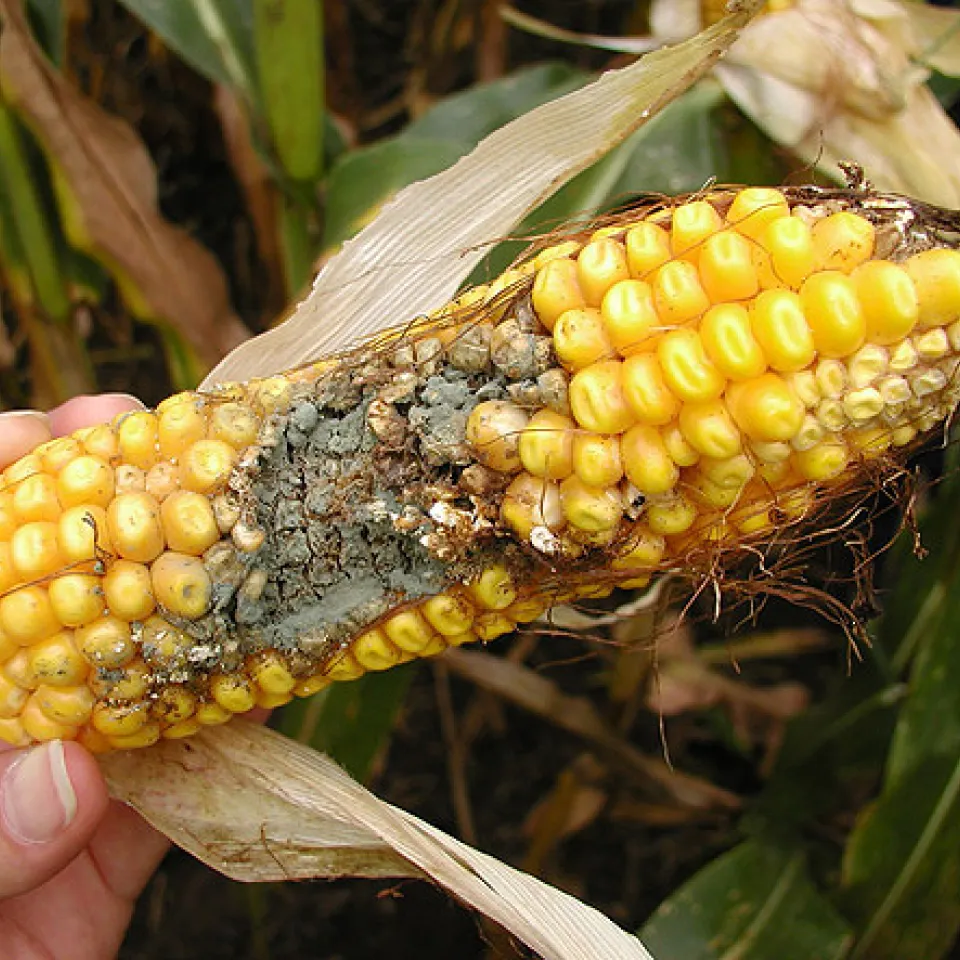 Maisschädling breitet sich in den USA aus