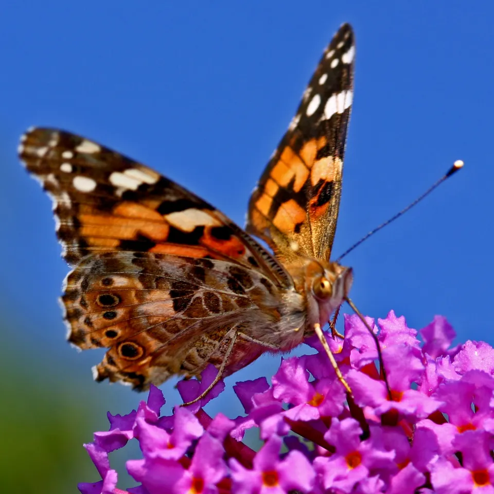 Bt-Mais MON810: EFSA sieht keinen Grund für Anbauverbote