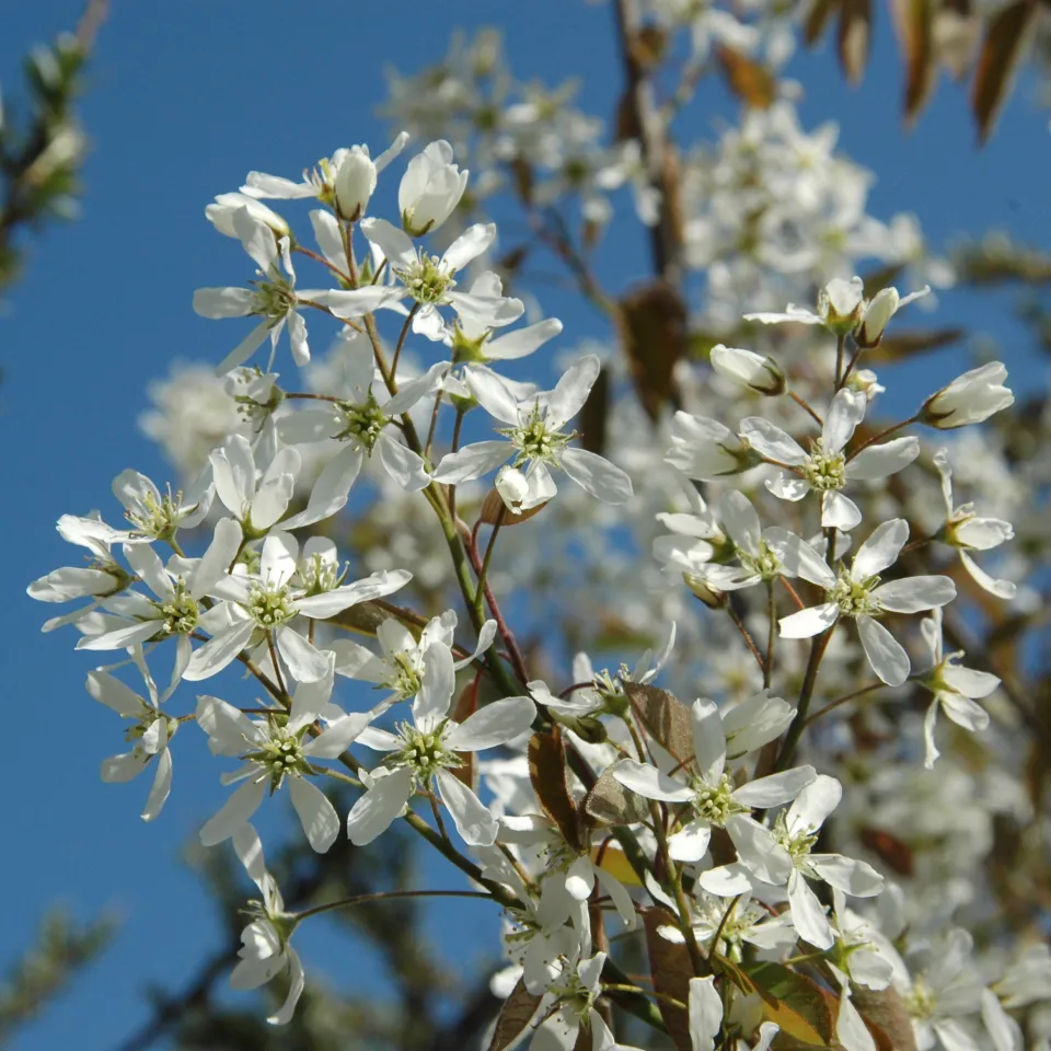 Deutsches Pflanzen-Phänotypisierungs-Netzwerk DPPN gestartet