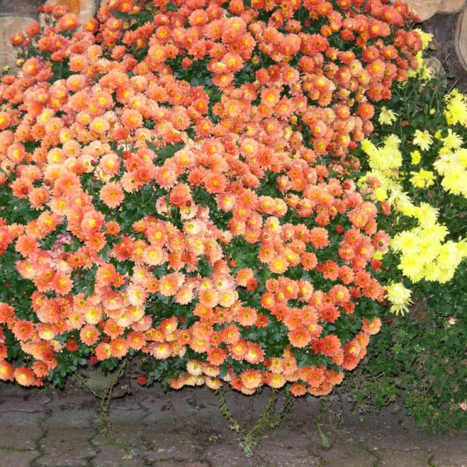 Kälte, Wasser und Schädlinge – Pflanzen im Winter schützen