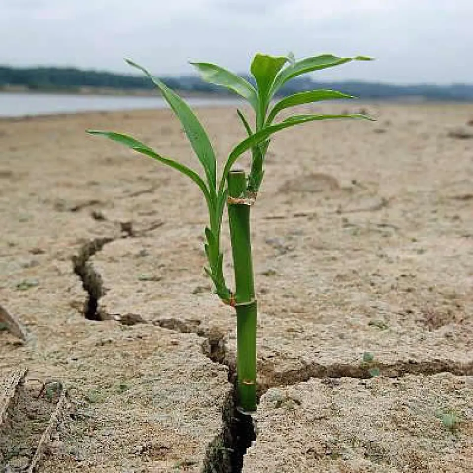 Hohe Ernteerträge sind auch von trockenen Böden möglich 