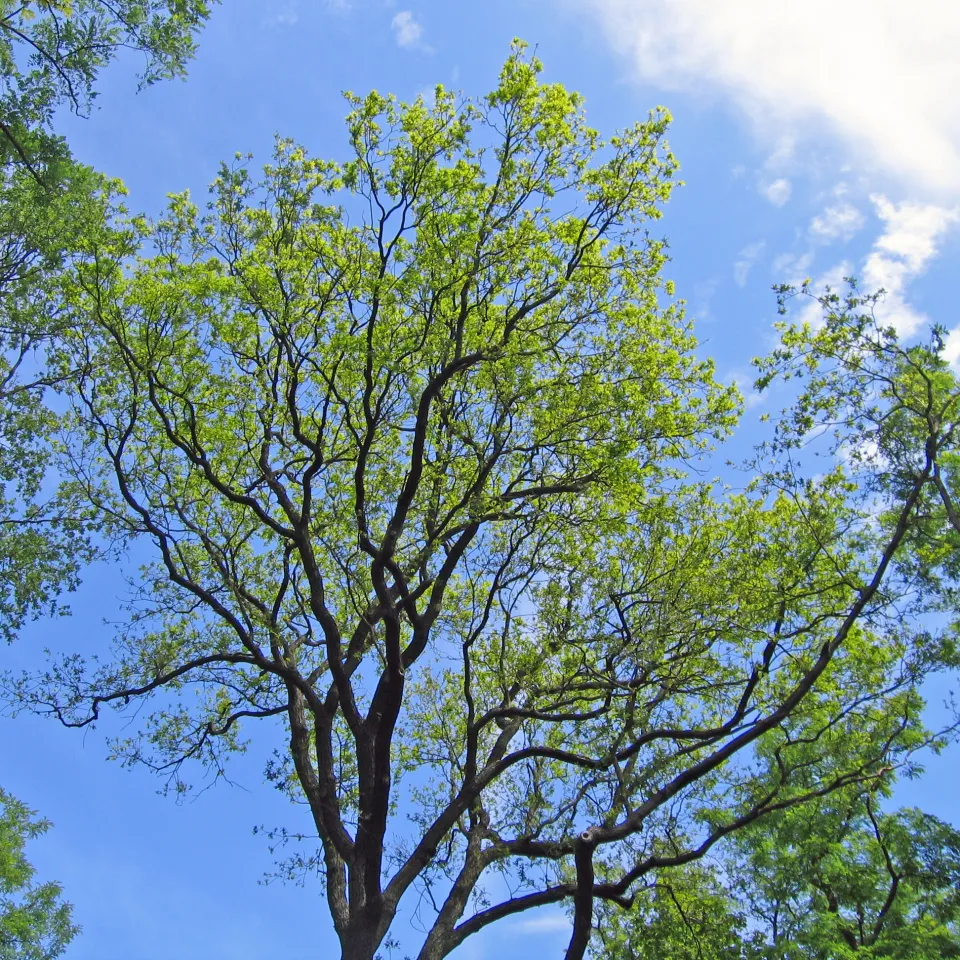Gesundheit der „Grünen Lunge“ hat sich geringfügig verschlechtert