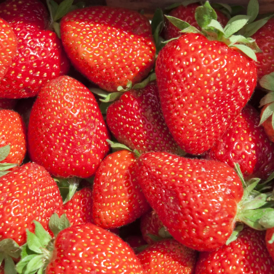 Früherkennung schützt vor Erdbeer-Bakteriose