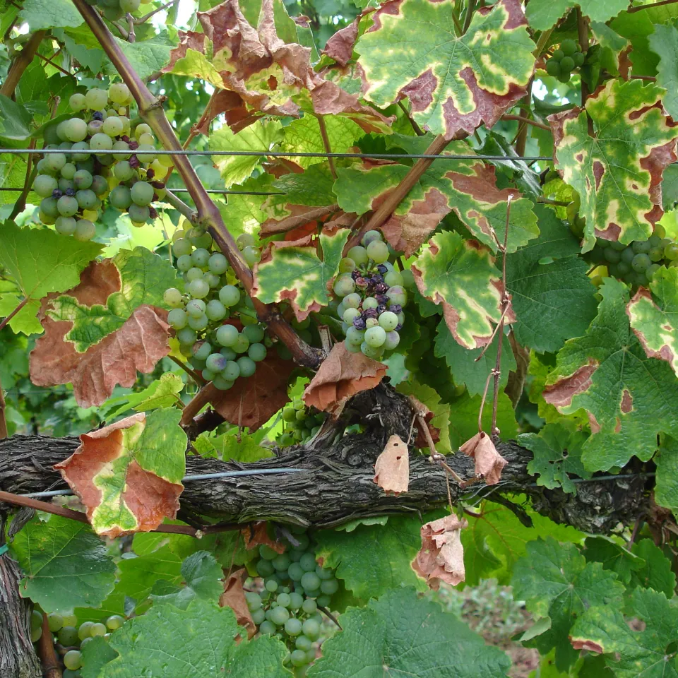 Esca – auf den richtigen Schnitt kommt es an