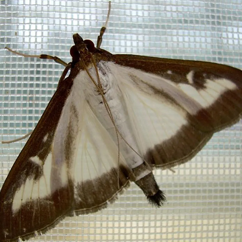 Importierter Schädling gefährdet Buchsbäume 