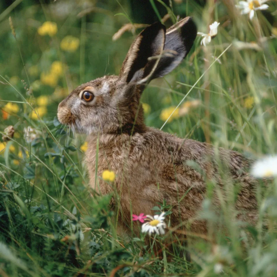 Blühstreifen – der Artenvielfalt zuliebe