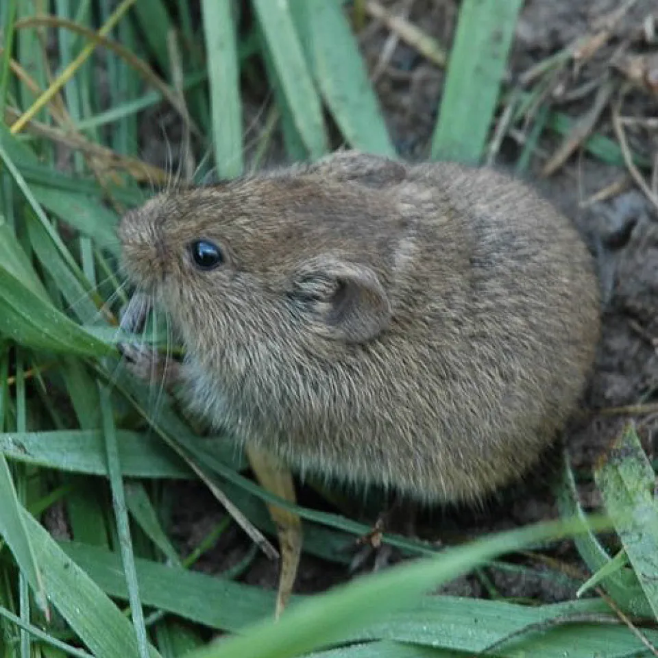 Experten wollen Rätsel der Massenvermehrung von Feldmäusen lösen