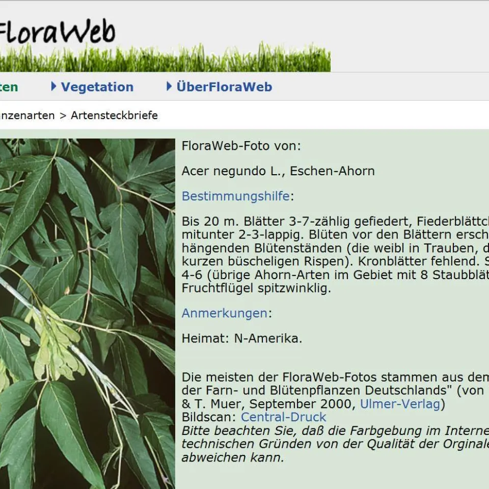 Online-Portal "Flora-Web" bietet umfassende Informationen über die heimische Pflanzenwelt und ihre Neuzugänge