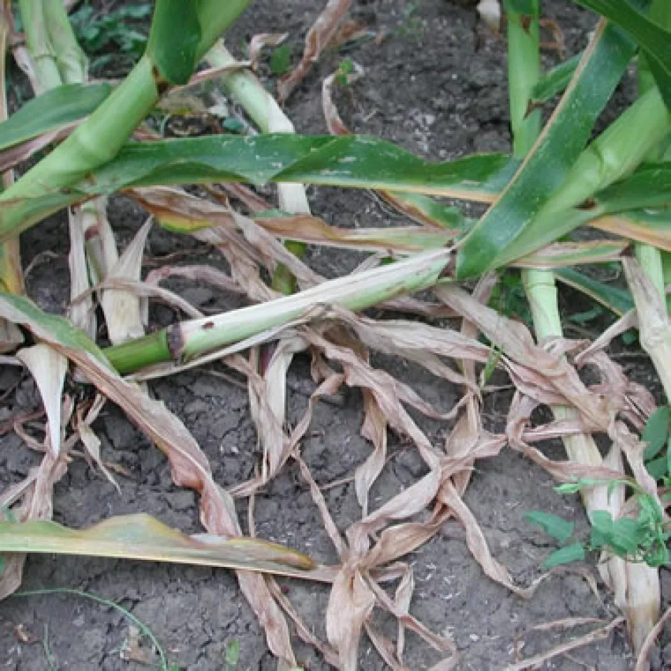 Maiswurzelbohrer ante portas