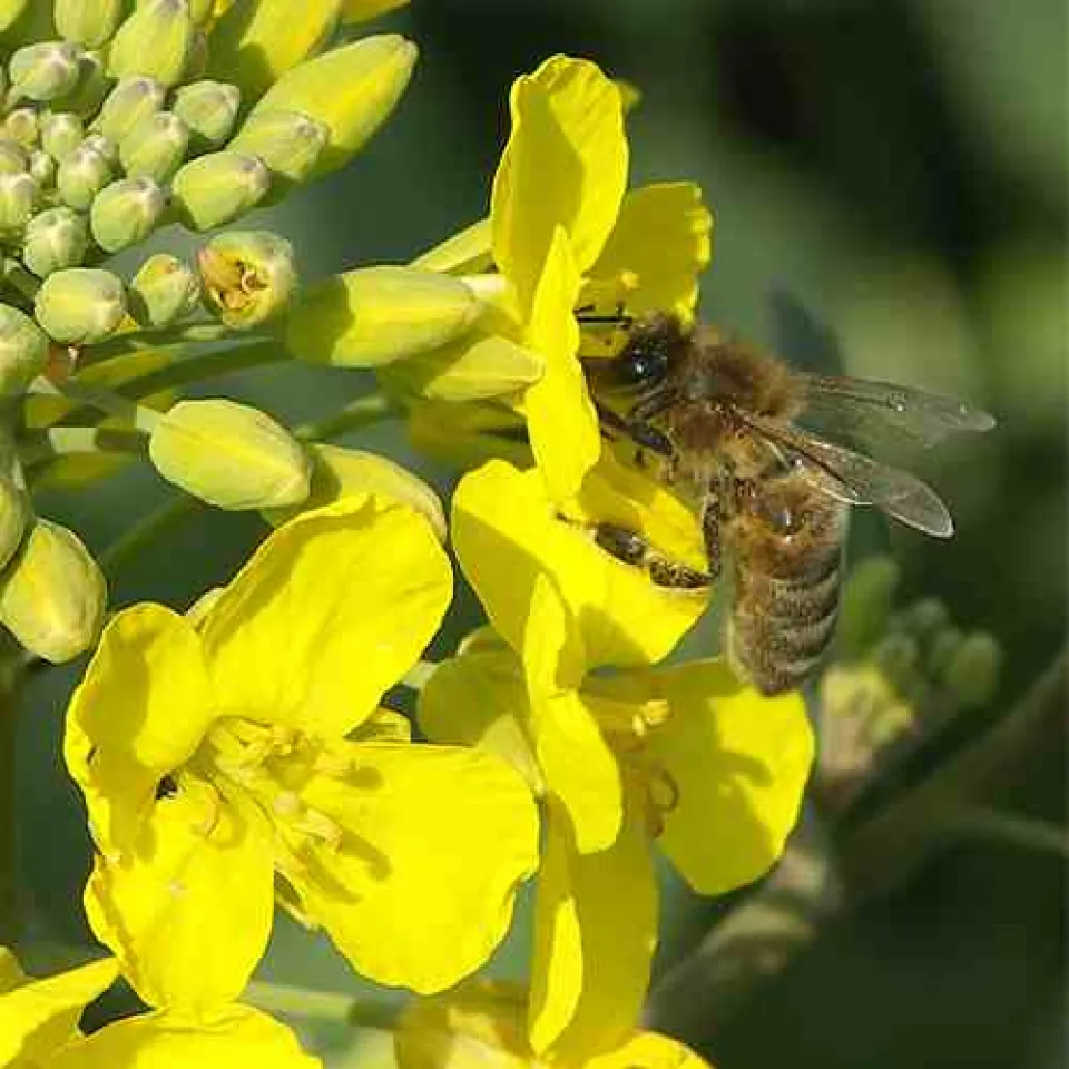 Je fleißiger die Bienen desto größer die Äpfel