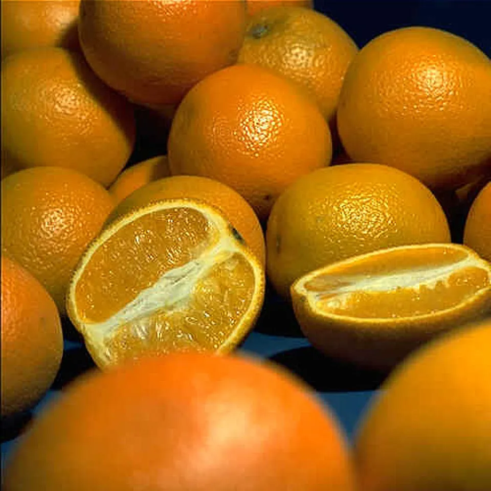 Orangen: Woher sie kommen – wie sie wachsen