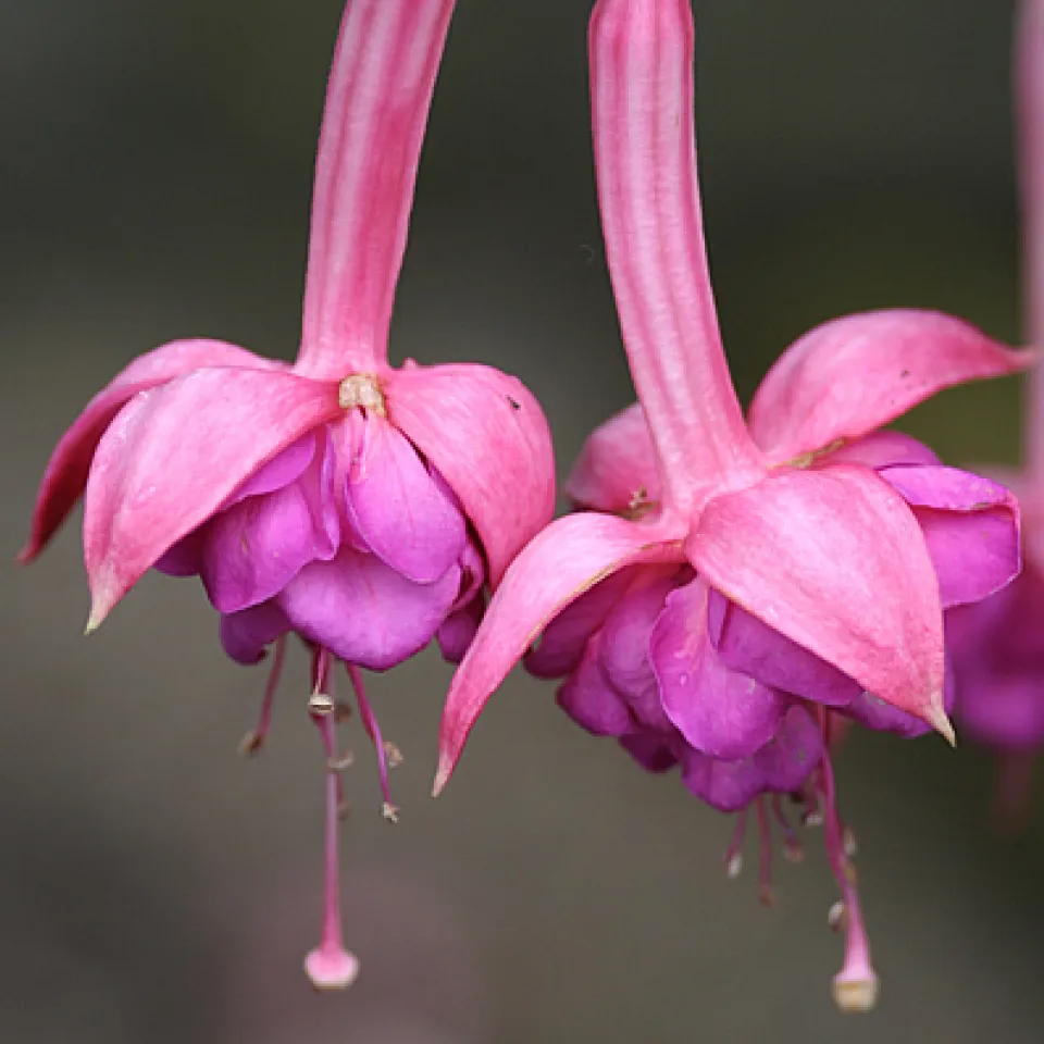 Eine Gallmilbe verunstaltet Fuchsien 