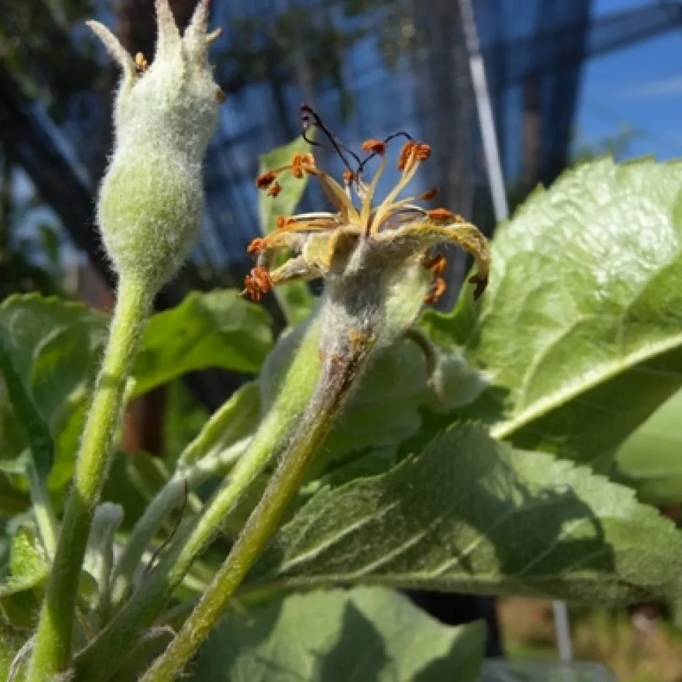 Feuerbrand-Alarm in der Kernobstsaison 2012