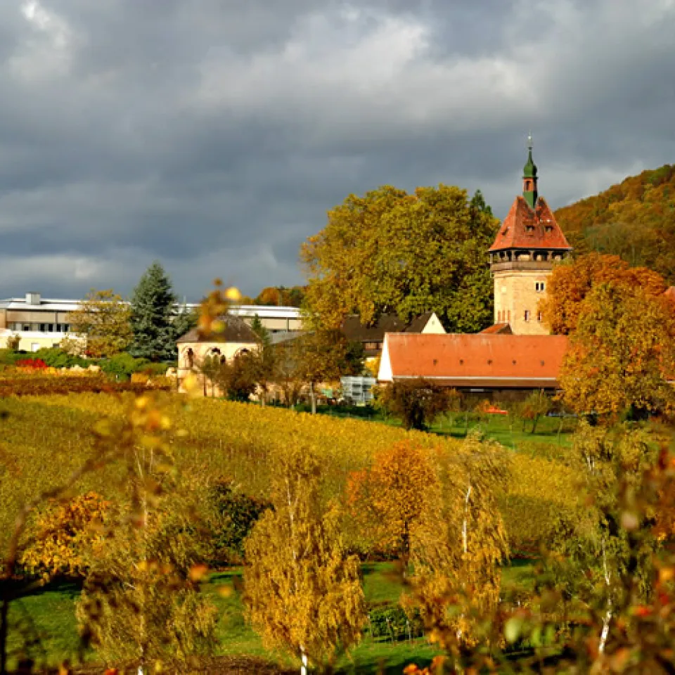 Genetische Vielfalt der Reben erhalten 