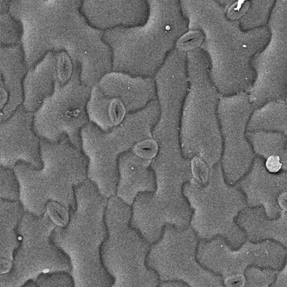 Münchner Forscher enträtseln Trockentoleranz 