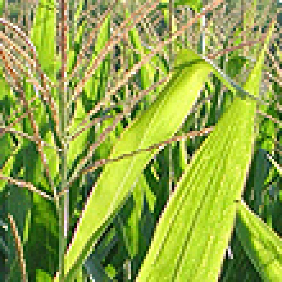Grünes Licht für gentechnisch veränderten Mais