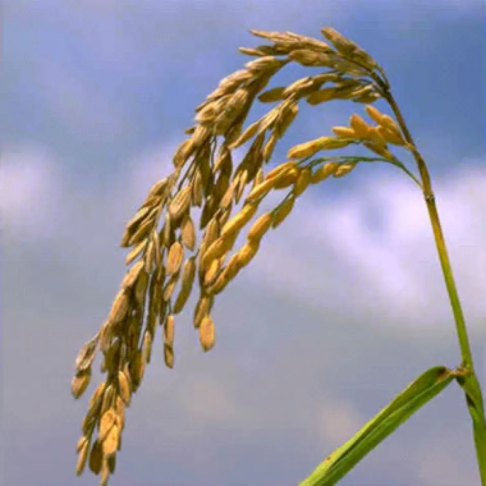 Zahlen, Daten, Fakten 5/06