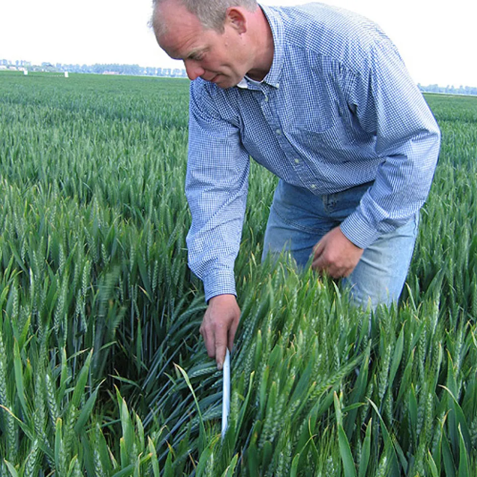 Demnächst Pflanzen mit Hüftspeck? 