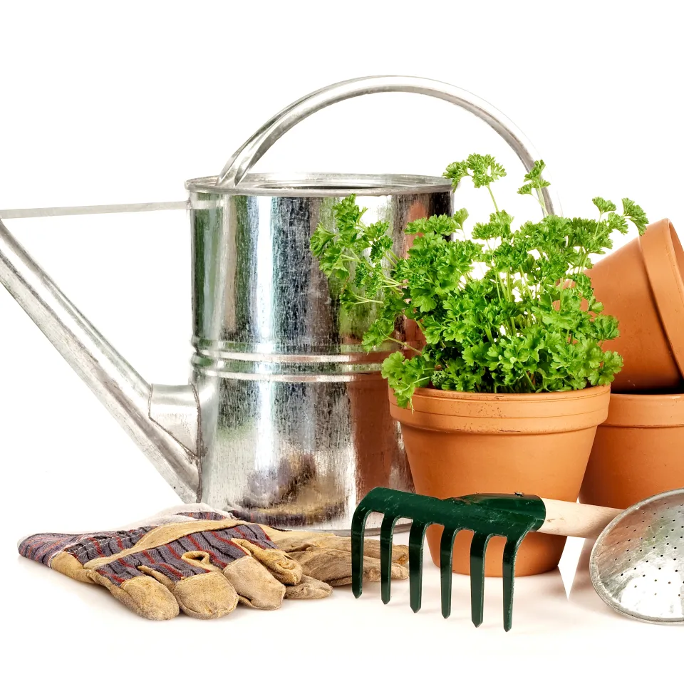 Gesunde Pflanzen in Haus und Garten