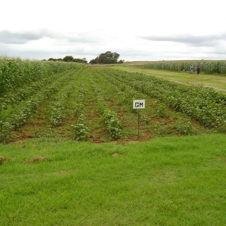 Anbauflächen für gentechnisch verbesserte Pflanzen steigen 2014 auf 181 Millionen Hektar