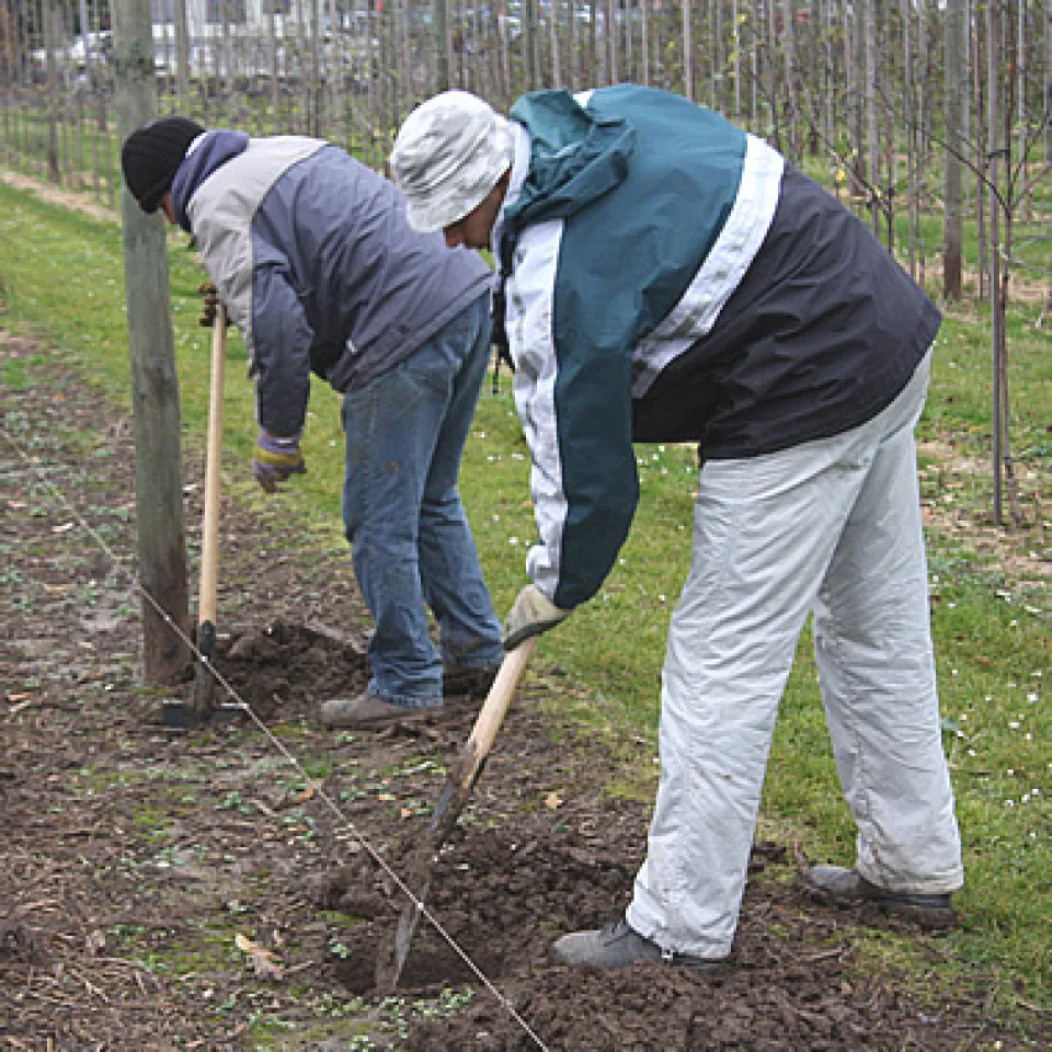 Graben oder nicht graben? 