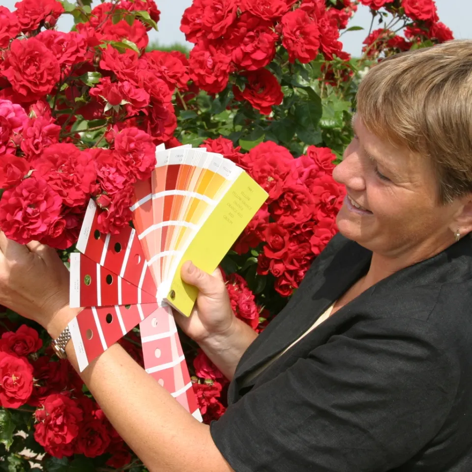Unter Beobachtung: Rosen im Sichtungsgarten