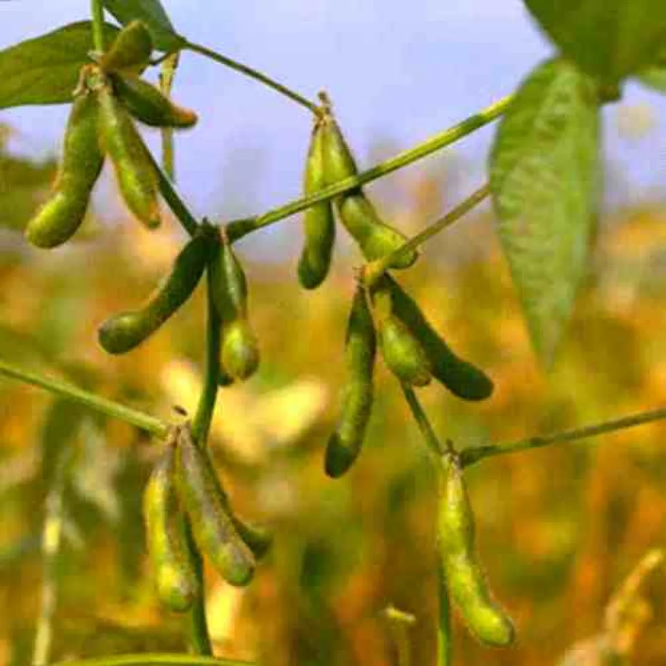 Teure Folgen der GVO-Vermeidungsstrategie