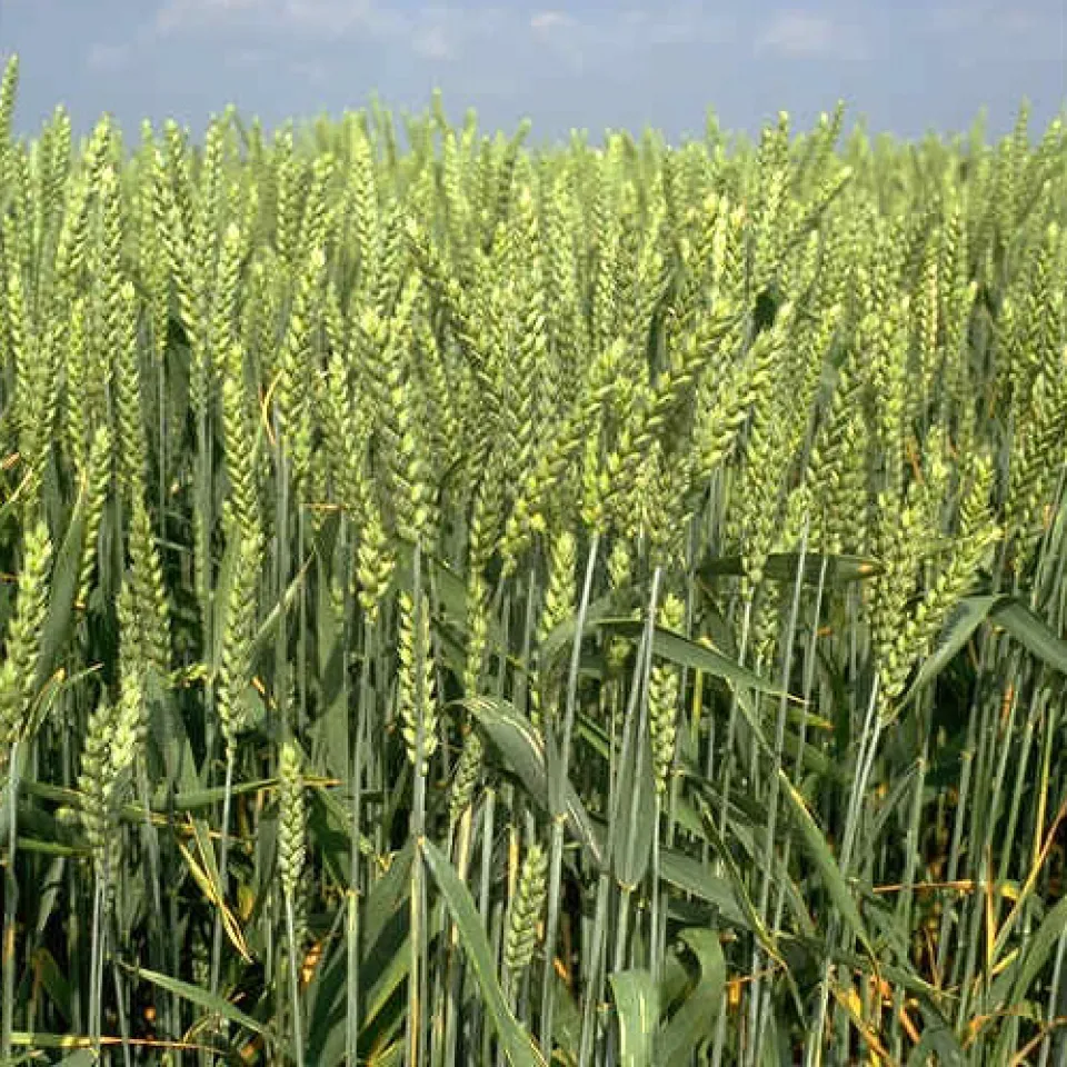 Weltweite Weizenernte hält nicht Schritt mit Verbrauch