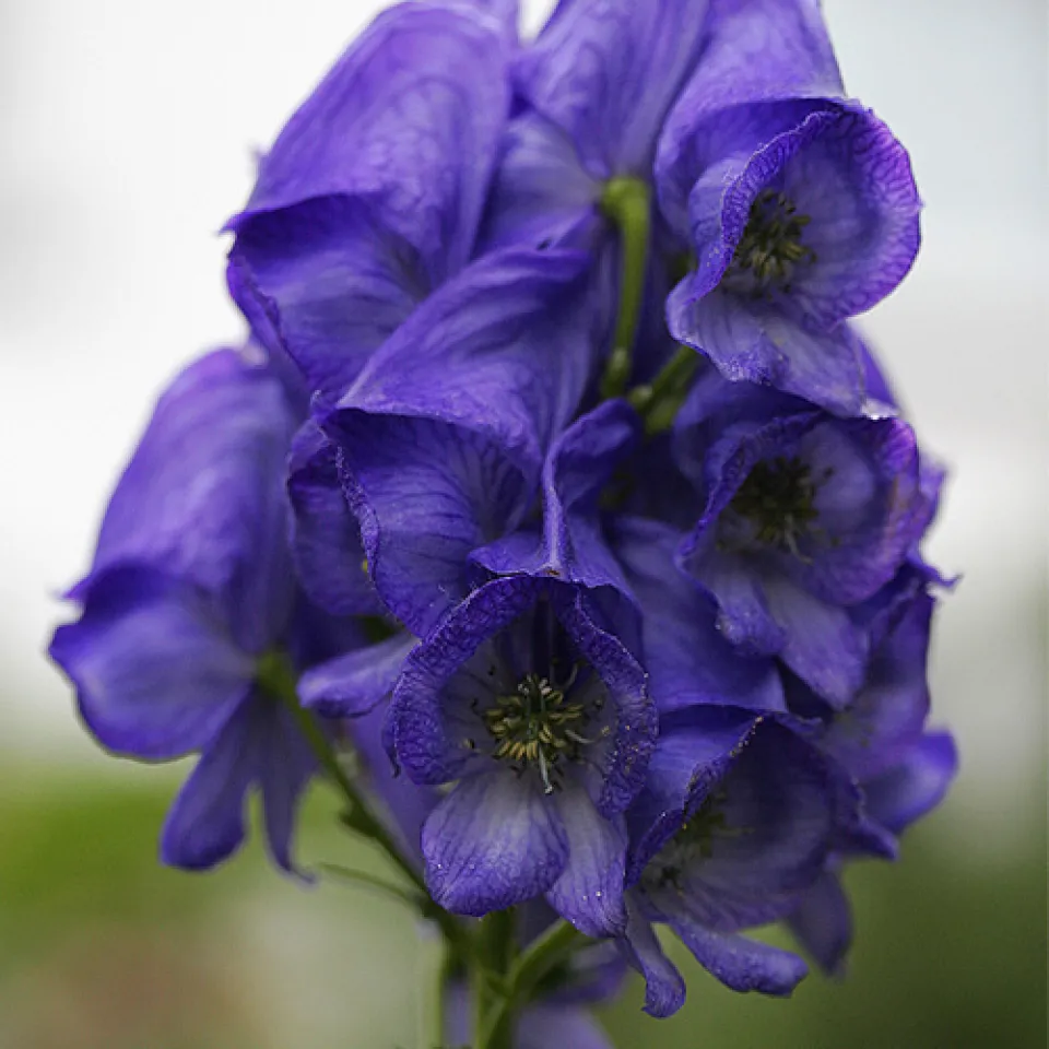 Eisenhut – bis Oktober in Blüte 