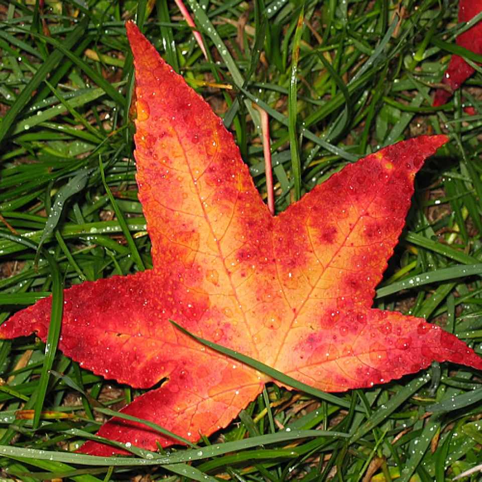 So wird der Garten winterfest 