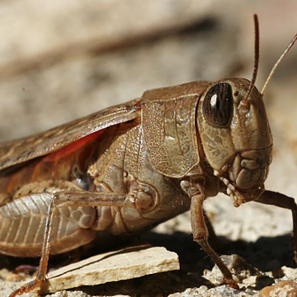 Mittelasiatische Republiken kämpfen gegen Heuschrecken