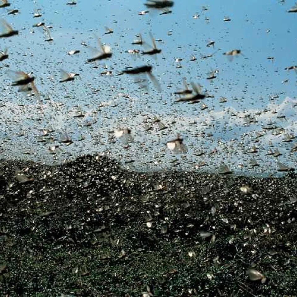 Russland - nun auch noch Heuschreckenplage