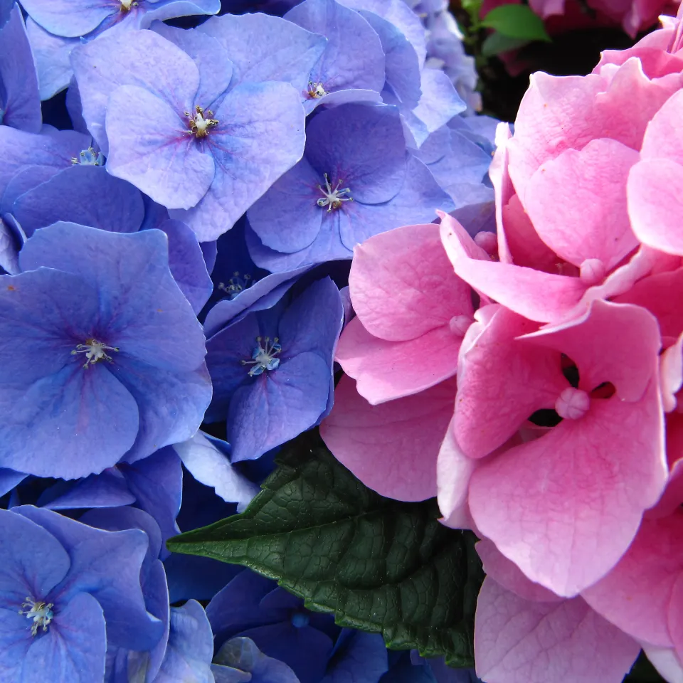 Blaue Hortensienblüten – die Erde macht's möglich