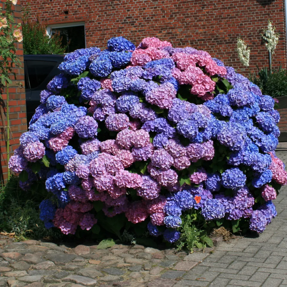 Hortensien – attraktiv, robust, pflegeleicht