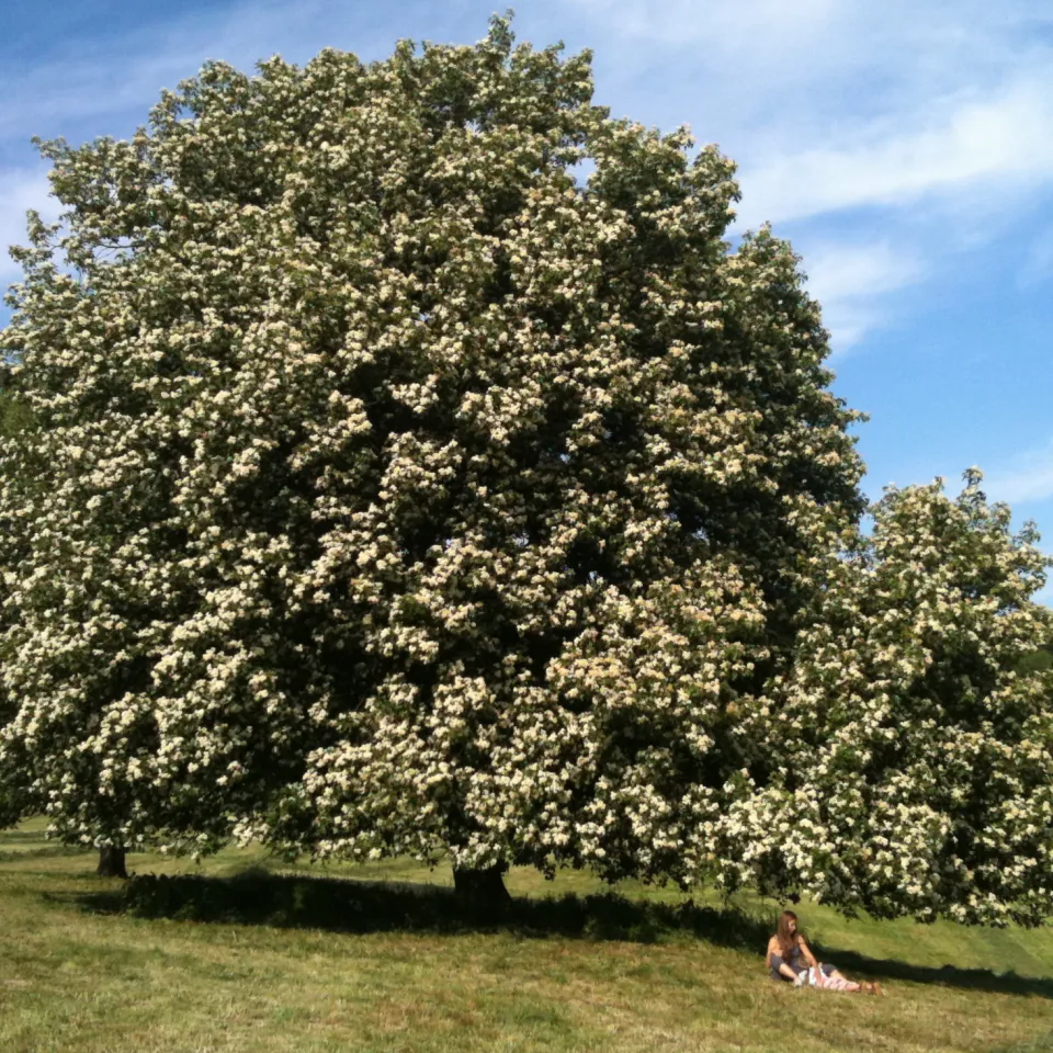 Die Elsbeere – Baum des Jahres 2011