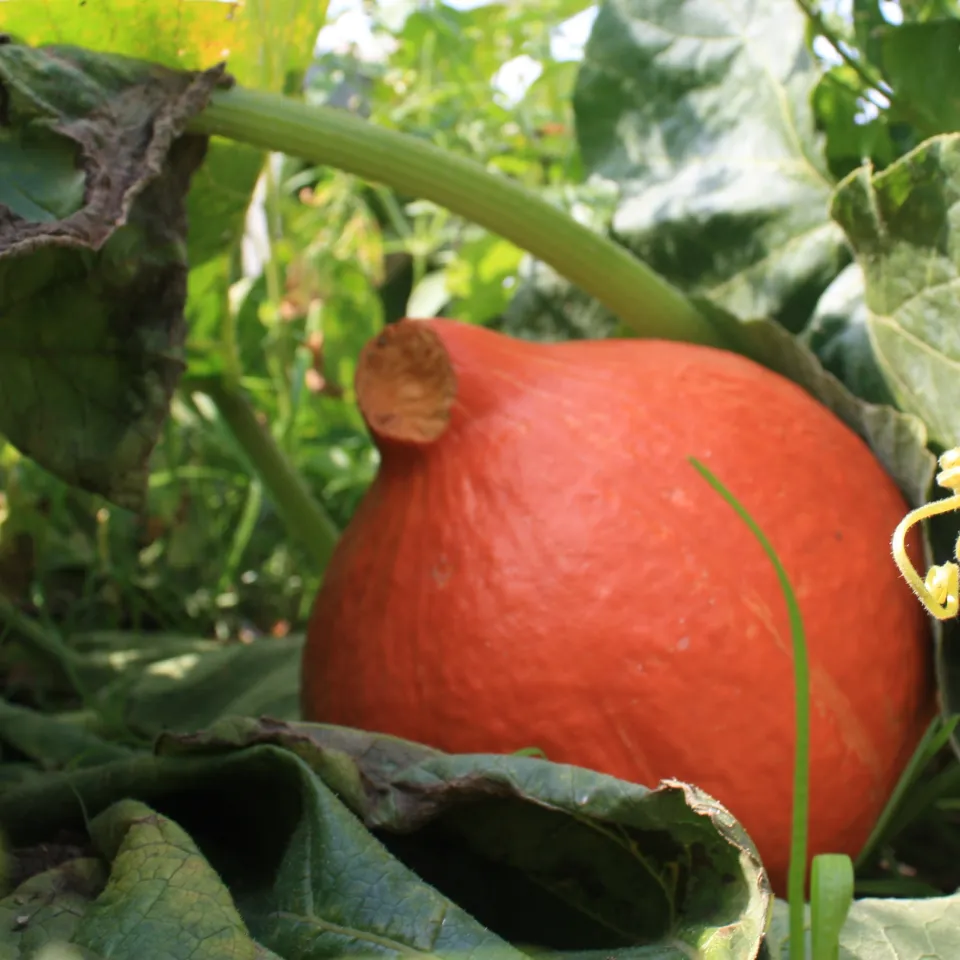 Kürbisernte 2010 – nicht berauschend