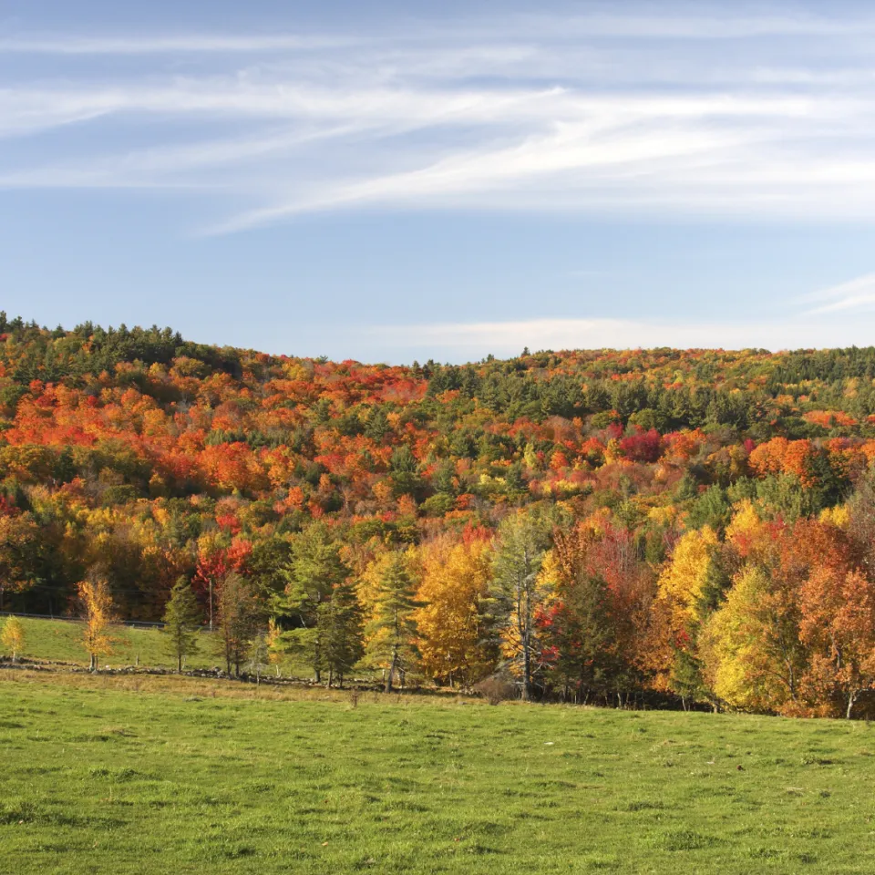 Wer malt im Herbst die Blätter bunt?