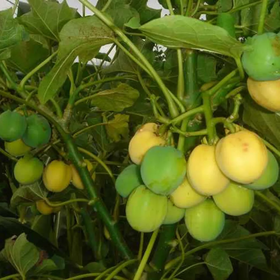 Jatropha – ein Multitalent wird erforscht