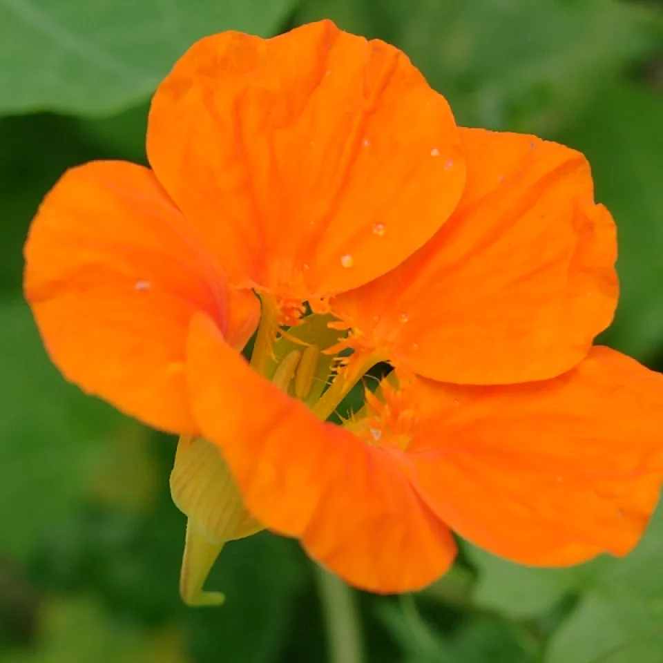 Große Kapuzinerkresse ist Arzneipflanze des Jahres 2013