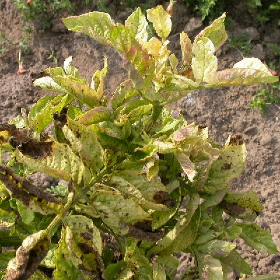 Wie gefährlich ist das Bakterium Candidatus Liberibacter solananearum im Kartoffel- und Gemüseanbau?