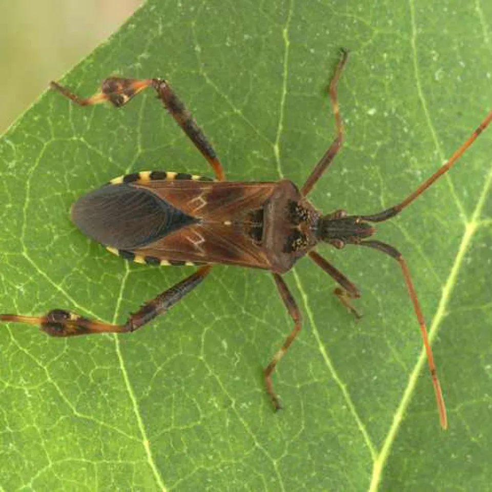 Die Kiefernwanze ist da und lästig