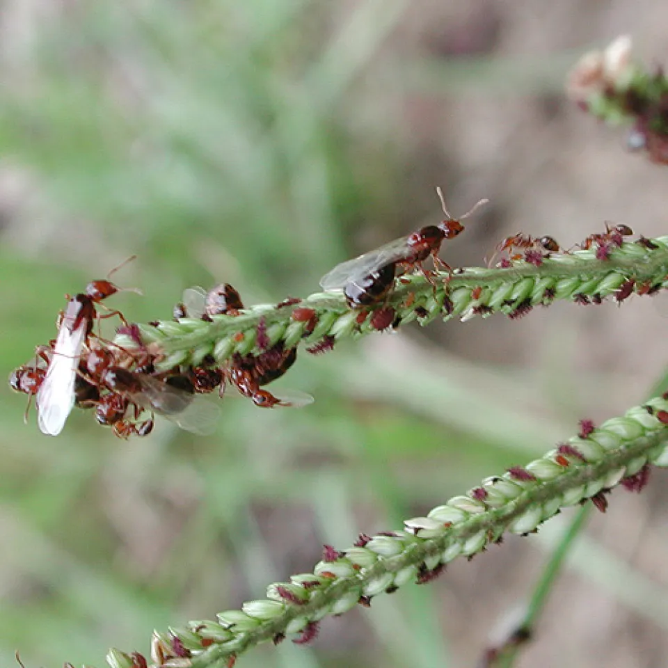 Unangenehme Zeitgenossen: Feuerameisen breiten sich in Nordamerika aus