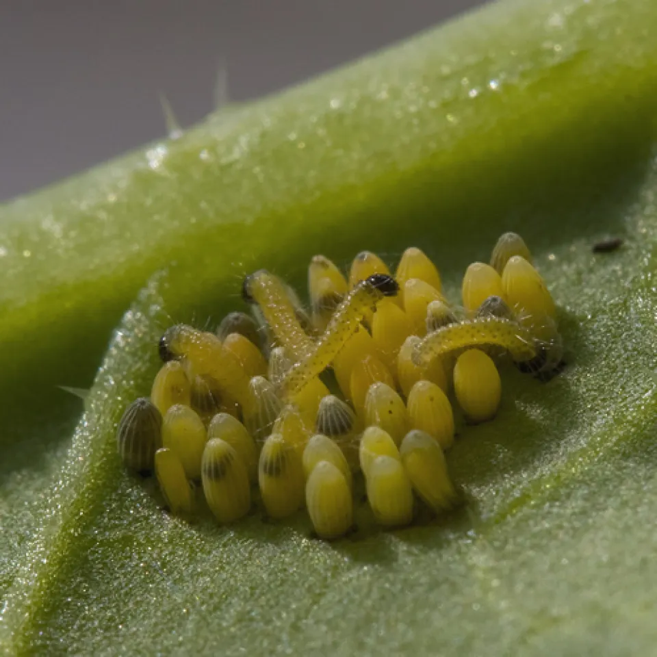 Der Kleine Kohlweißling aus der Nähe betrachtet 